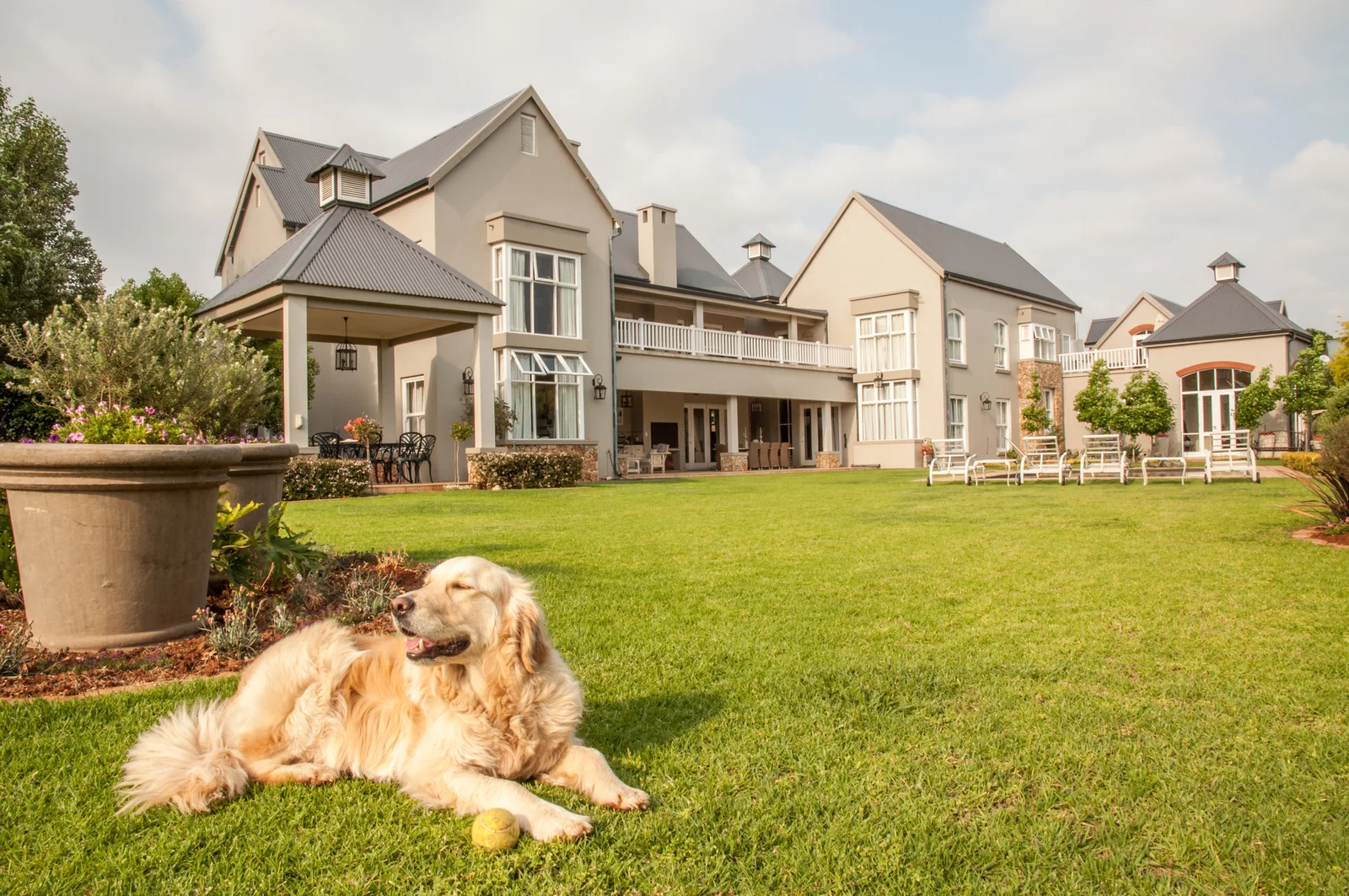 golden-retriever-at-home--lying-relaxed-in-the-beautiful-big-garden-of-the-big-mansion-house-where-she-lives--1767002320538.webp